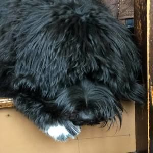 Meet your Posher, John